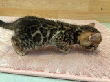 Chatons Bengal LOOF à vendre