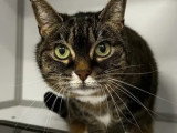 En quête d'un foyer : chat tigré de 14 ans
