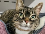En quête d'un foyer : chat tigré de 14 ans