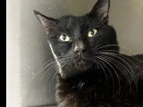 Adoption disponible : chat au pelage noir de 6 ans