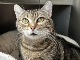 À accueillir : chatte tigrée de 10 ans
