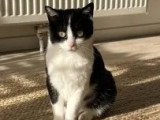 En attente d'un foyer : chatte noire et blanche de 3 ans