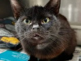 À adopter : chatte noire de 6 ans