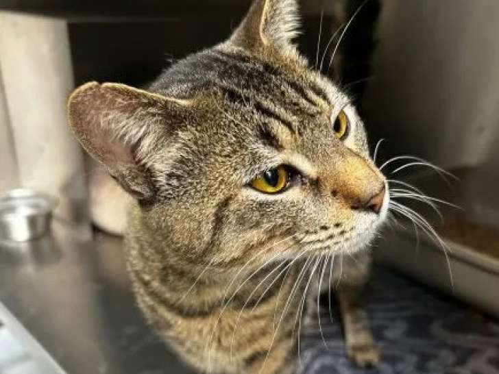 À la recherche d'une famille : chat tigré de 3 ans
