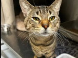 À la recherche d'une famille : chat tigré de 3 ans