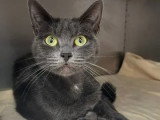 En attente d'adoption : chatte grise de 3 ans