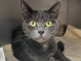En attente d'adoption : chatte grise de 3 ans