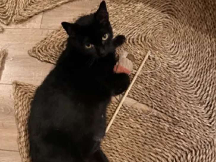 Prêt pour l'adoption : chat au pelage noir de 7 ans