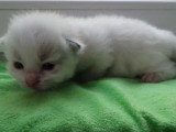 5 chatons Ragdoll LOOF nés en avril 2026 à réserver