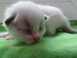 5 chatons Ragdoll LOOF nés en avril 2026 à réserver