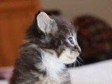 1 chaton mâle Norvégien brown tabby et blanc inscrit au LOOF à vendre