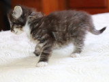 1 chaton mâle Norvégien brown tabby et blanc inscrit au LOOF à vendre