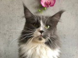 Chatte Maine Coon bleue et blanche LOOF de 5 ans en vente