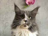 Chatte Maine Coon bleue et blanche LOOF de 5 ans en vente