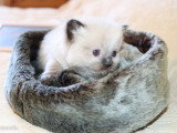 3 chatons Ragdoll mâles LOOF nés en mars 2026 à réserver