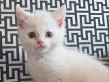Chaton mâle européen blanc poil long yeux bleus non LOOF à vendre
