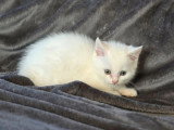 Chaton mâle européen blanc poil long yeux bleus non LOOF à vendre
