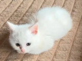 Chaton mâle européen blanc poil long yeux bleus non LOOF à vendre