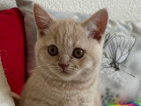 Chaton British Shorthair mâle à vendre