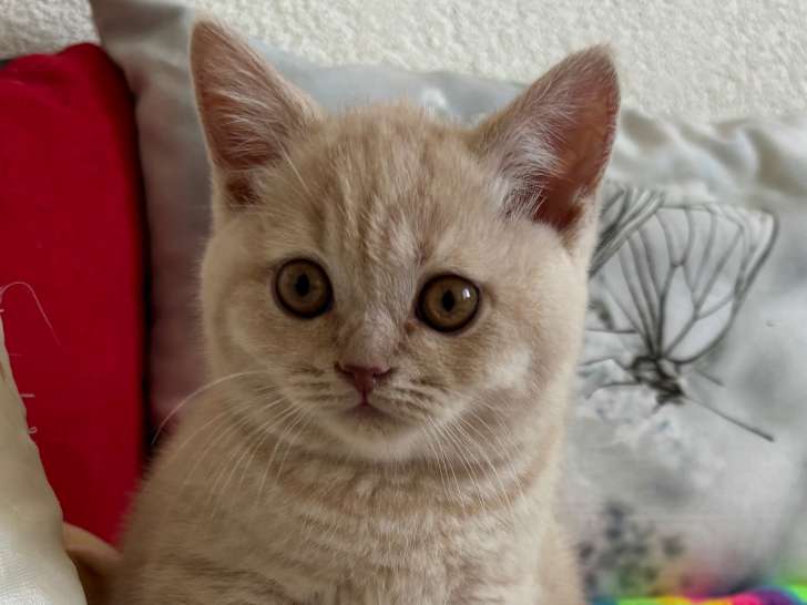 Chaton British Shorthair mâle à vendre