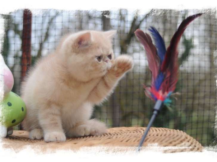 Chaton Exotic Shorthair crème à vendre