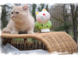 Chaton Exotic Shorthair crème à vendre