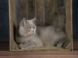 Mâle British Shorthair lilac disponible pour saillie