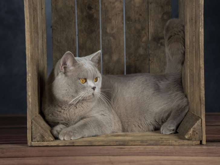 Mâle British Shorthair lilac disponible pour saillie