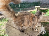 Chatte retraitée Maine Coon black smoke tortie à vendre