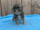 Portée de chatons Maine Coon non LOOF nés en avril 2026 à réserver
