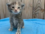 Portée de chatons Maine Coon non LOOF nés en avril 2026 à réserver