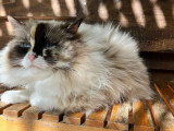 Chatte Ragdoll de 3 ans inscrite au LOOF à vendre