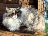 Chatte Ragdoll de 3 ans inscrite au LOOF à vendre
