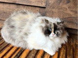 Chatte Ragdoll de 3 ans inscrite au LOOF à vendre