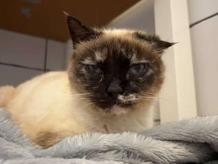 Isadora, chatte typée Siamois à adopter en association