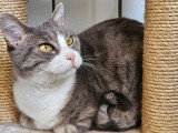 Mirabelle, chatte à adopter en association