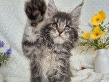 5 chatons Maine Coon mâles inscrits au LOOF février 2026 à vendre