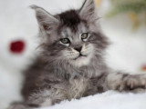 5 chatons Maine Coon mâles inscrits au LOOF février 2026 à vendre