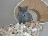 Chatons de type Chartreux à vendre (1 femelle & 3 mâles)