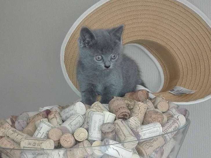 Chatons de type Chartreux à vendre (1 femelle & 3 mâles)