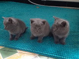 Chatons de type Chartreux à vendre (1 femelle & 3 mâles)