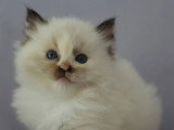 2 chatons Ragdoll LOOF nés en mars 2026 à réserver