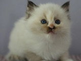 2 chatons Ragdoll LOOF nés en mars 2026 à réserver