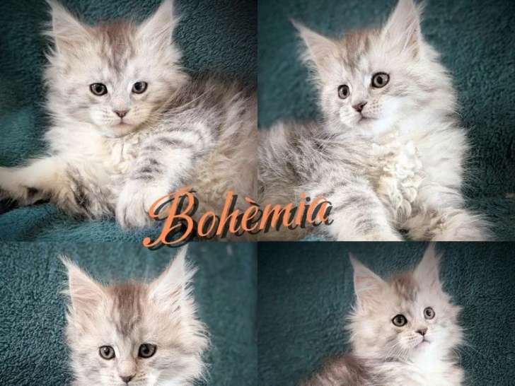 3 chatons femelles Maine Coon non LOOF nées en février 2026 à vendre