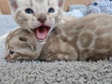 2 chatons Bengal LOOF à réserver, nés mars 2026