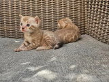 2 chatons Bengal LOOF à réserver, nés mars 2026
