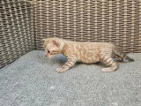 2 chatons Bengal LOOF à réserver, nés mars 2026