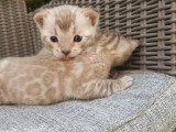 2 chatons Bengal LOOF à réserver, nés mars 2026