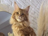 Chat Maine Coon red blotched tabby pour saillie LOOF né en septembre 2022