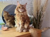 Chat Maine Coon red blotched tabby pour saillie LOOF né en septembre 2022